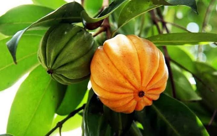 জেনে নিন কাউফলের পুষ্টি উপকারিতা