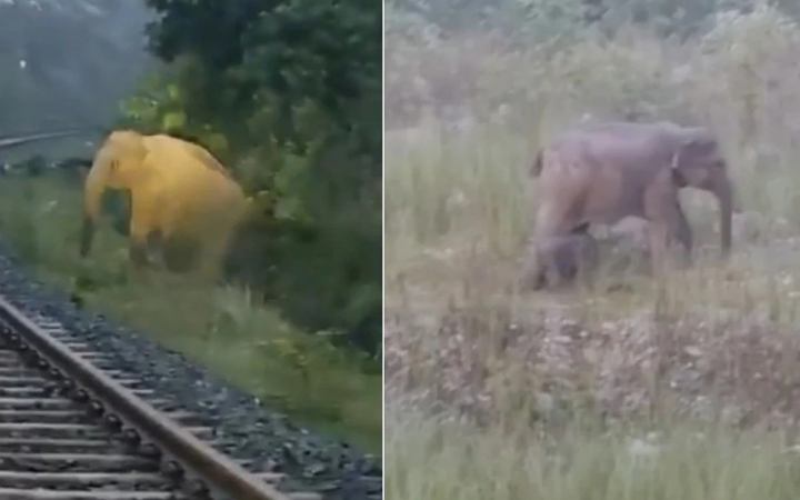 ঝাড়খণ্ডে রেললাইনে সন্তান জন্ম দিল মা হাতি!