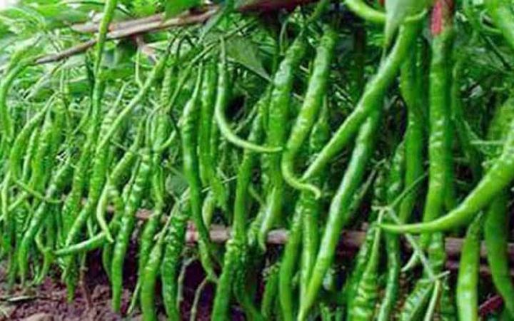 জেনে নিন কাঁচা মরিচের স্বাস্থ্য উপকারিতা