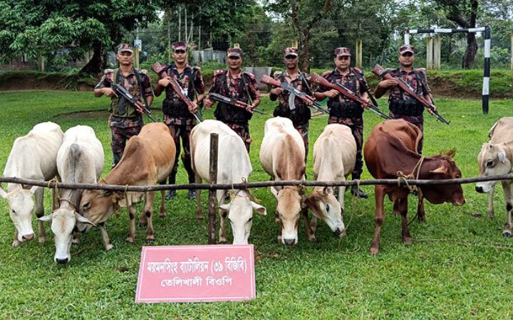 হালুয়াঘাট সীমান্ত দিয়ে পাচারের সময় ভারতীয় ৮টি গরু জব্দ