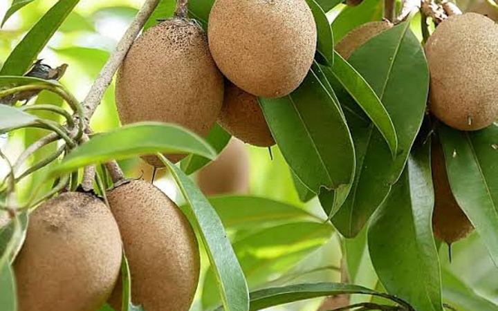 সফেদা ফলের উপকারিতা