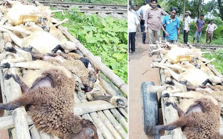 ময়মনসিংহে ট্রেনে কাটা পড়ে বাকৃবির ২০ ভেড়ার মৃত্যু