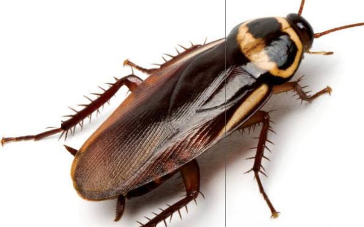 জেনে নিন তেলাপোকা তাড়ানোর ৭ উপায়