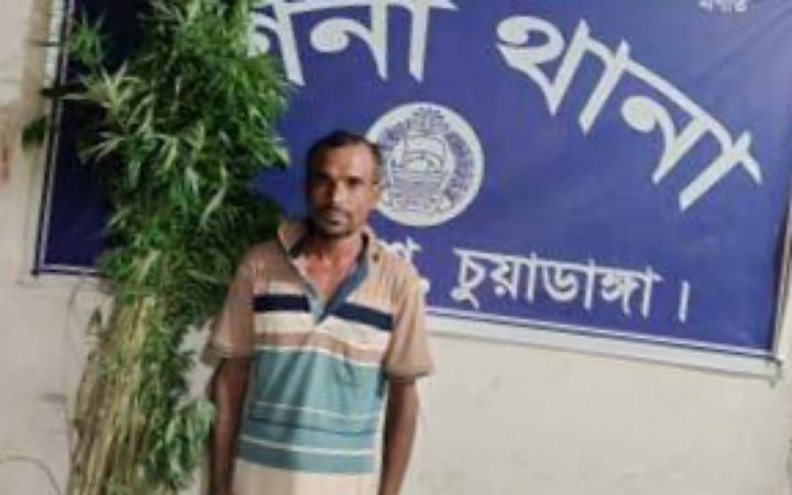 দর্শনায় অর্ধশত গাঁজার গাছসহ আটক ১