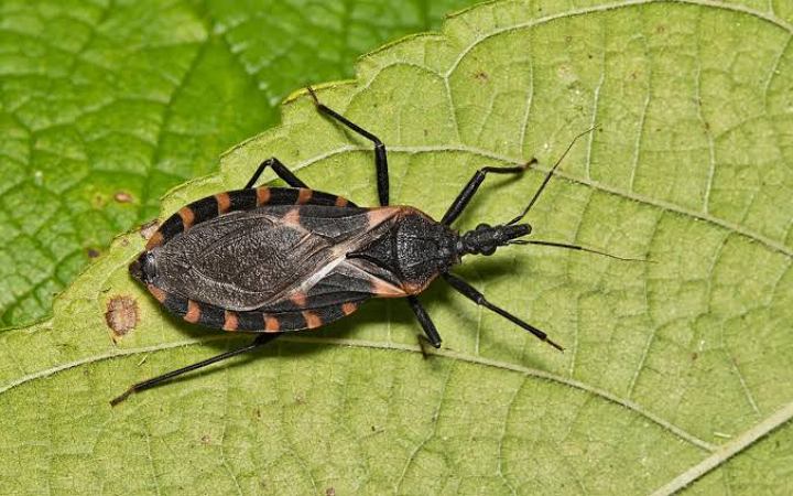 যুক্তরাষ্ট্রে নতুন আতঙ্ক ‌‘কিসিং বাগস’
