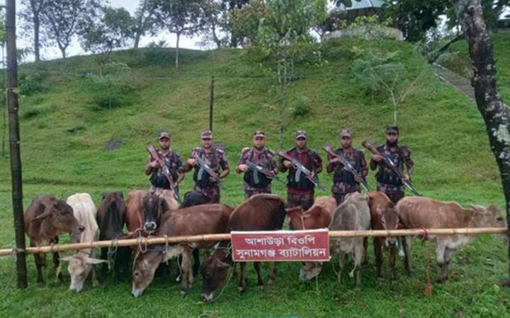সুনামগঞ্জে ১২ ভারতীয় গরু জব্দ