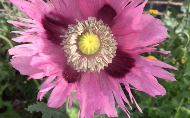 আফিম উৎপাদনের সিদ্ধান্ত নিয়েছে ইরান