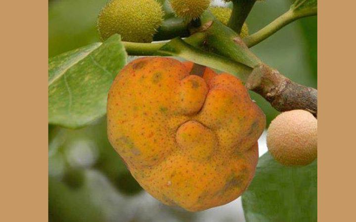 জানলে অবাক হবেন ডেউয়ার গুণাগুণ  সম্পর্কে