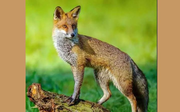 মুরাদনগরে শিয়ালের কামড়ে শিশুসহ আহত ৭