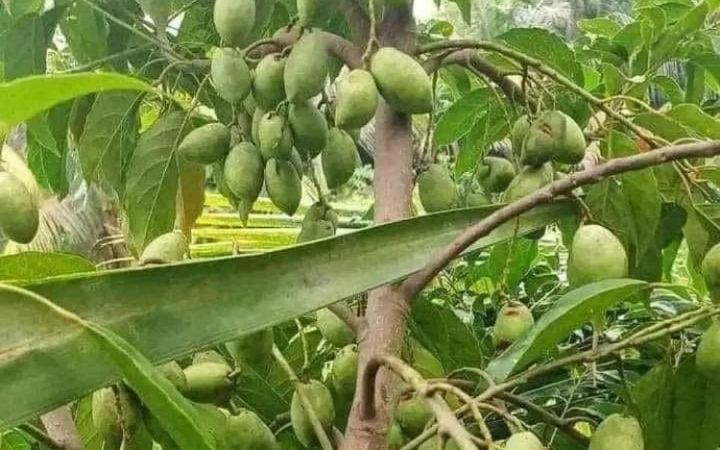 জলপাই খাওয়ার উপকারিতা