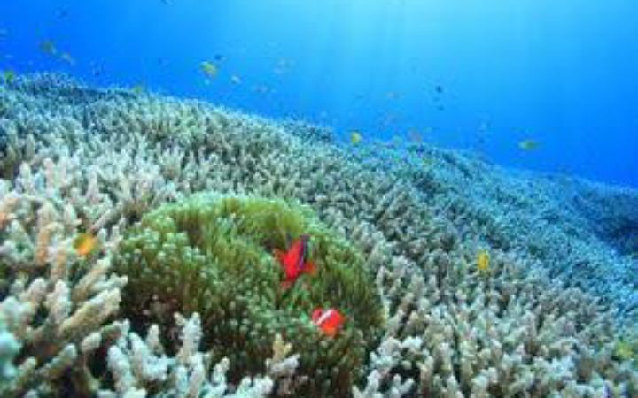 উষ্ণতার কারণে বিশ্বের অধিকাংশ প্রবালপ্রাচীর ধ্বংস হয়ে যেতে পারে: বিজ্ঞানীদের সতর্কবার্তা