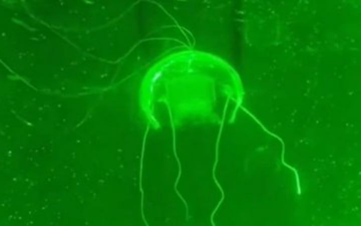 গভীর সমুদ্রে অভিযান চালাবে চীনের এআই জেলিফিশ রোবট