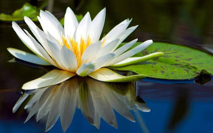 জেনে নিন  রূপচর্চায় শাপলার ব্যবহার