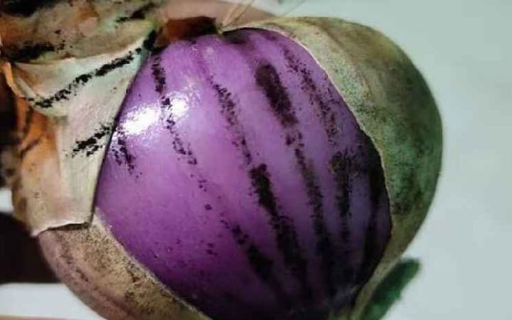 জেনে নিন পেঁয়াজের কালো দাগে হতে পারে যে ক্ষতি