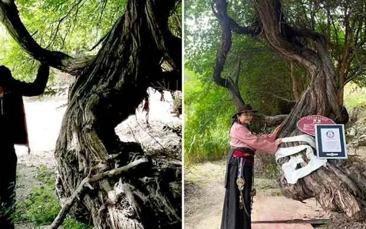 তিব্বতে ৪১৬ বছরের আঙুর গাছ পেলো গিনেস রেকর্ডের স্বীকৃতি