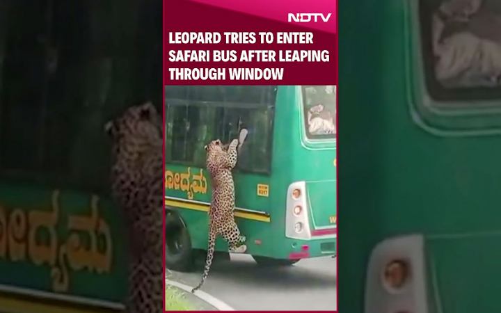 ভারতে পর্যটকদের বাসে চিতাবাঘের হামলায় আহত ১