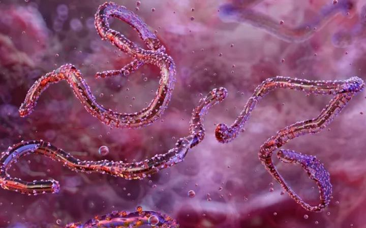 এবার আফ্রিকায় ধরা পড়লো নুতন প্রাণঘাতী ভাইরাস