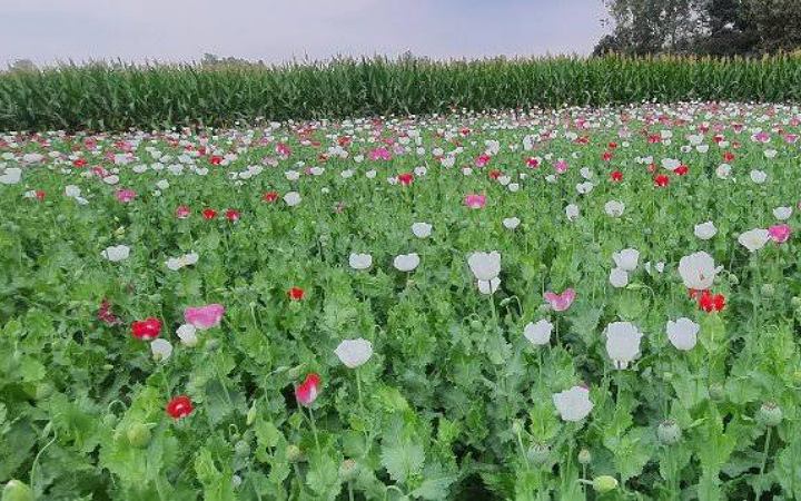 এক দশকের মধ্যে সর্বোচ্চ পর্যায়ে পৌঁছেছে মিয়ানমারের পপি চাষ