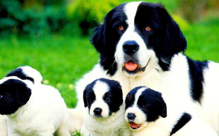 প্রাণী হত্যার ব্যাপারে ইসলামের কঠোর হুশিয়ারী