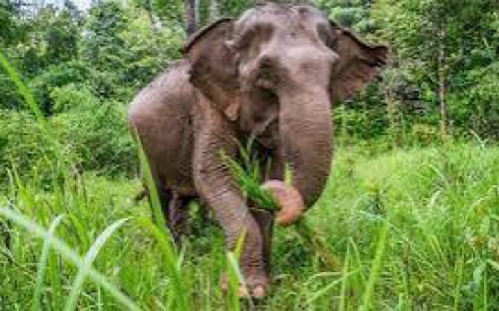 শেরপুরে হাতির পায়ে পিষ্ট হয়ে একজনের মৃত্যু
