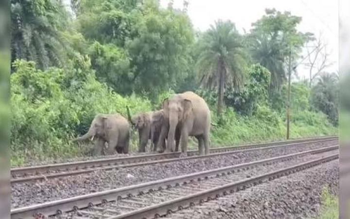 আসামে ট্রেনের ধাক্কায় শাবকসহ ৭ হাতির মর্মান্তিক মৃত্যু
