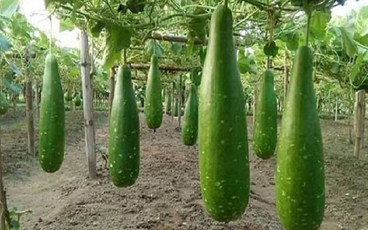জেনে নিন ওজন কমাতে সাহায্য করে লাউ