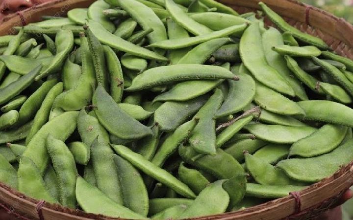 শরীর সুস্থ রাখতে শিম খাওয়ার উপকারিতা