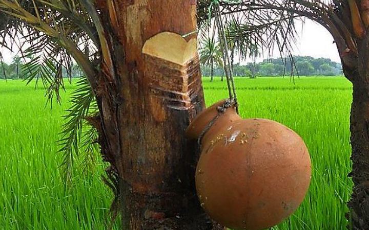 জেনে নিন খেজুরের রস কিভাবর খাবেন