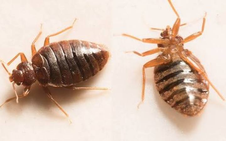 যেভাবে বাসা বাড়ির ছারপোকা দূর করবেন