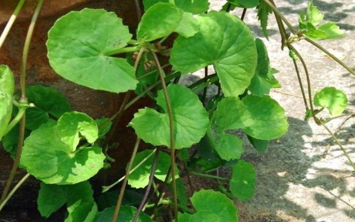 থানকুনি পাতার উপকারিতা