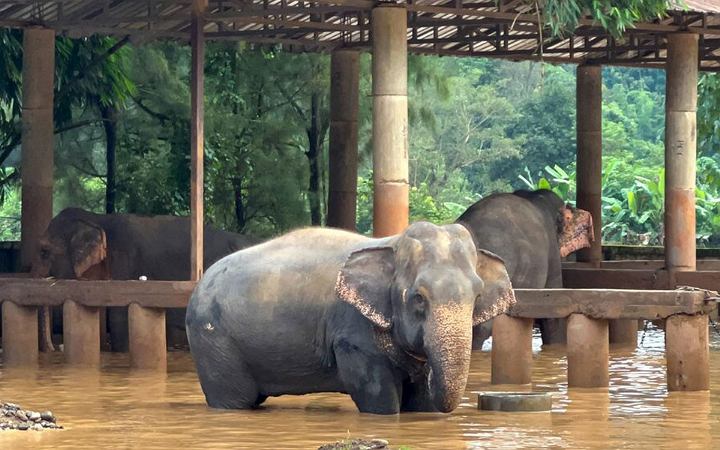 বন্যহাতির সংখ্যা নিয়ন্ত্রণে গর্ভনিরোধক টিকা ব্যবহার