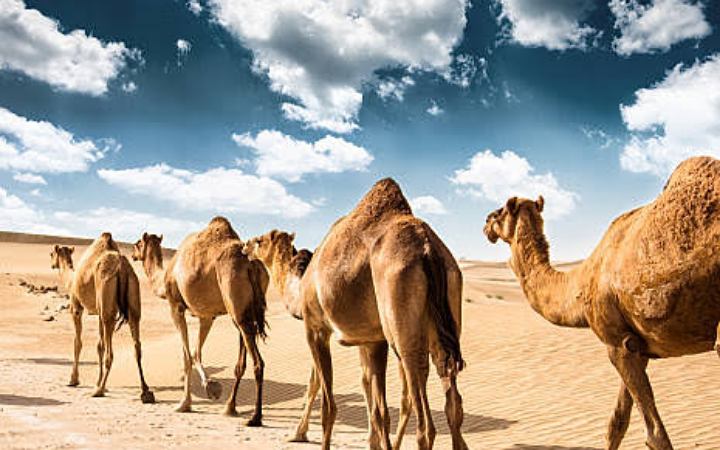 উটের জন্য পাসপোর্ট চালু করছে সৌদি আরব