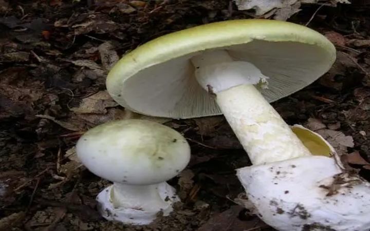 যুক্তরাষ্ট্রে ‘ডেথ ক্যাপ’ মাশরুম খেয়ে নিহত ৪