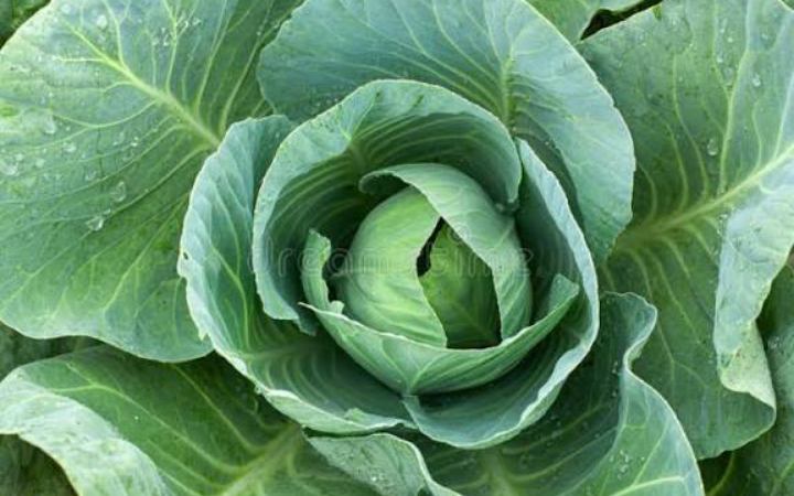 জেনে নিন হাড়ের স্বাস্থ্যের জন্য উপকারী যে শাক