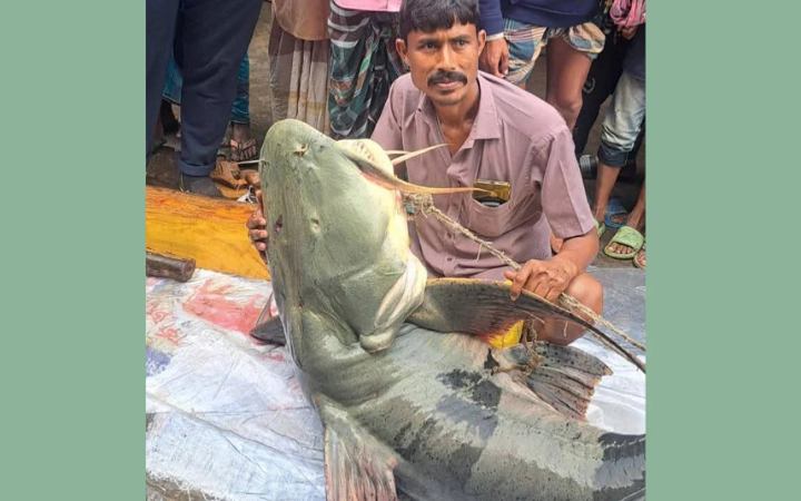 ব্রহ্মপুত্র নদীতে জেলের জালে ধরা পড়লো ৯০ কেজির বাঘাইড়