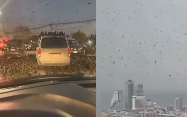 তেল আবিবের আকাশে হাজার হাজার কাক