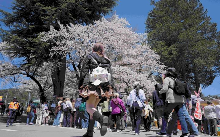 ভাইরাল সেই ‘চেরি ফুল’ এখন জাপানের এক শহরের গলার কাঁটা