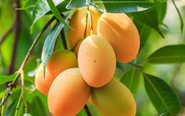 ডায়াবেটিস রোগীরা আম খাবেন যেভাবে