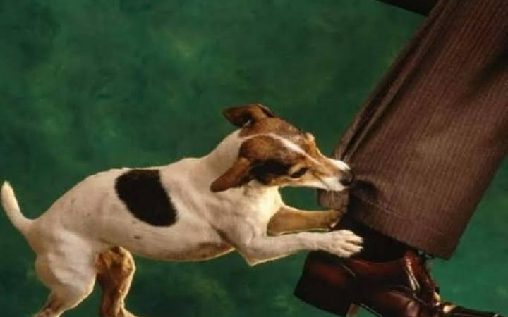 বরিশালে কুকুরের কামড়ে আহত ১৪