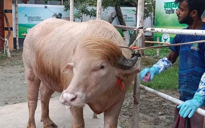 স্বরাষ্ট্রমন্ত্রীর হস্তক্ষেপে শেষপর্যন্ত কোরবানি হচ্ছে না ‘ডোনাল্ড ট্রাম্প’