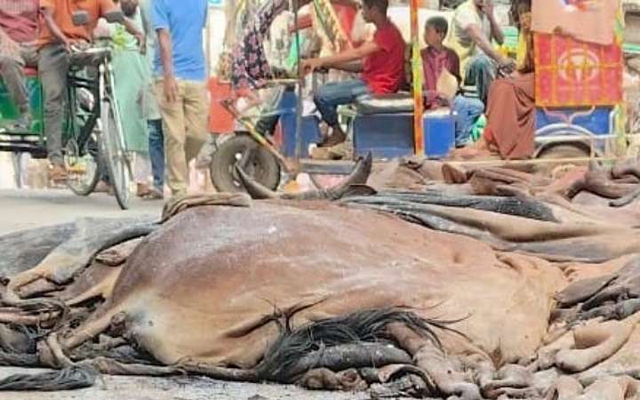 একক চীনের বাজারের ওপর নির্ভরতা, চমরার ভবিষ্যৎ অন্ধকার