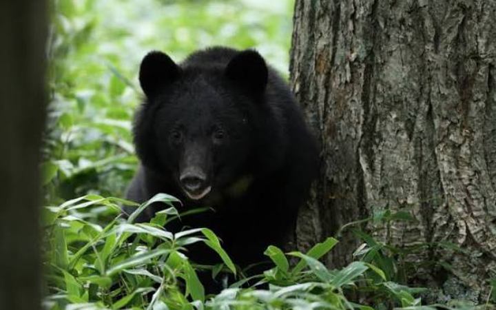 জাপানে  ভাল্লুকের আতঙ্কে একসাথেই বন্ধ হলো প্রায় ১০০ স্কুল