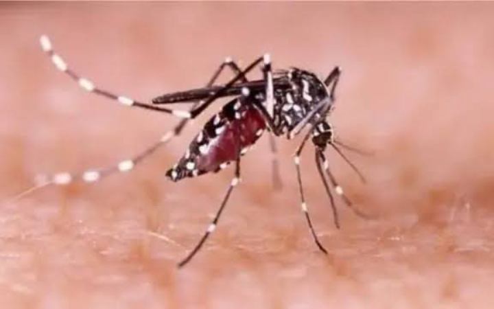 ডেঙ্গু নিয়ে উদ্বেগ বাড়ছে ভারতে