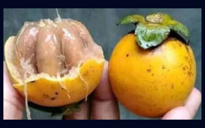 দেশি গাবের স্বাস্থ্য উপকারিতা