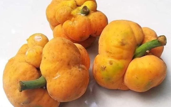 জেনে নিন ডেউয়ার স্বাস্থ্য উপকারিতা