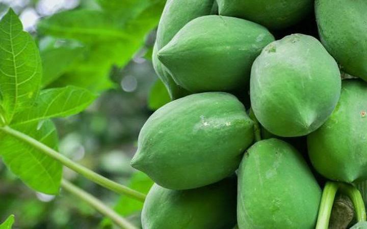 গর্ভাবস্থায় পেঁপে কি সত্যিই অনিরাপদ?