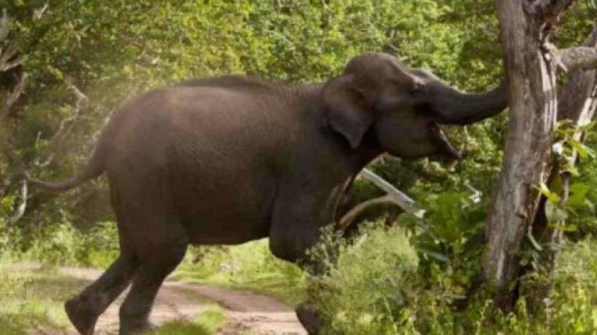 বন্যহাতির আক্রমণে স্কুল শিক্ষার্থী নিহত