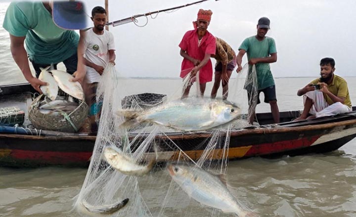 ইলিশ শিকার ও বিক্রিতে ২২ দিনের নিষেধাজ্ঞা শুরু