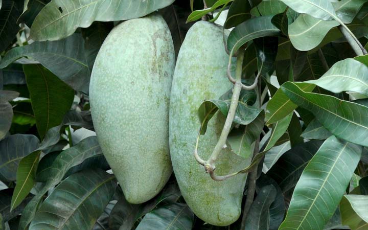 একটি আমের ওজন পাঁচ কেজি!