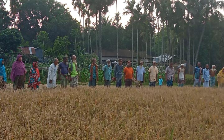 ইটভাটার ধোঁয়ায় পুড়ল ২৫ একর জমির ধান